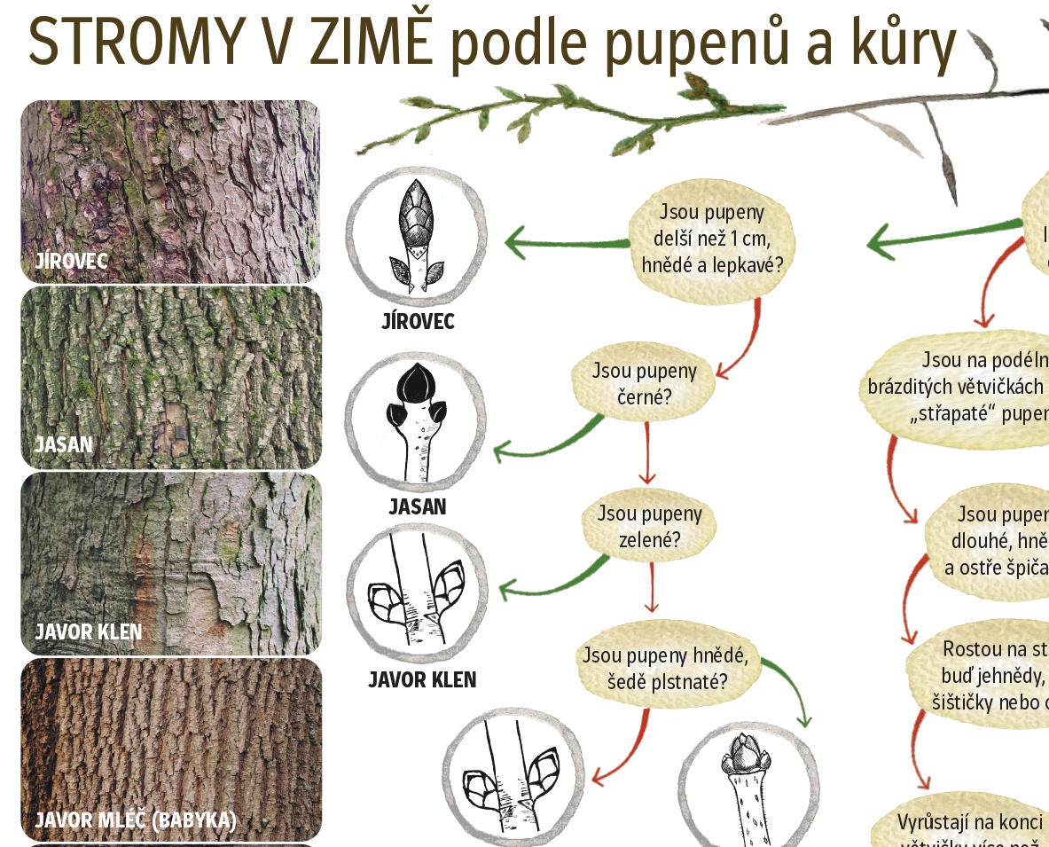 Dřeviny v zimě - Obrázek 2