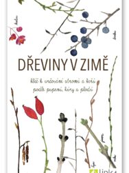 Dřeviny v zimě
